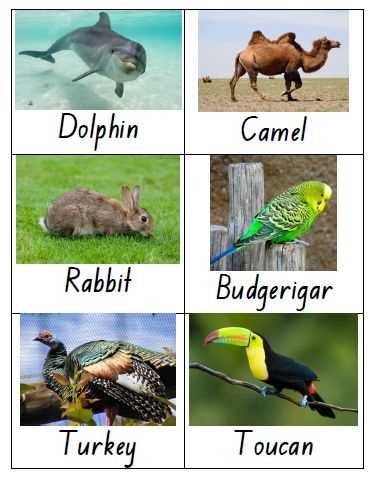 100pics animal answers