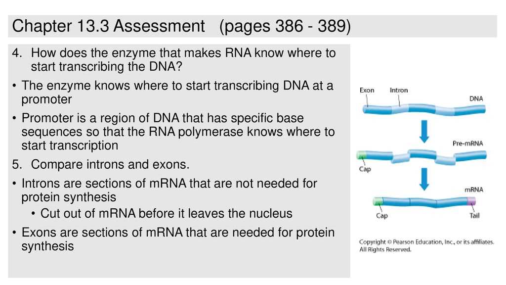 13.1 rna assessment answers