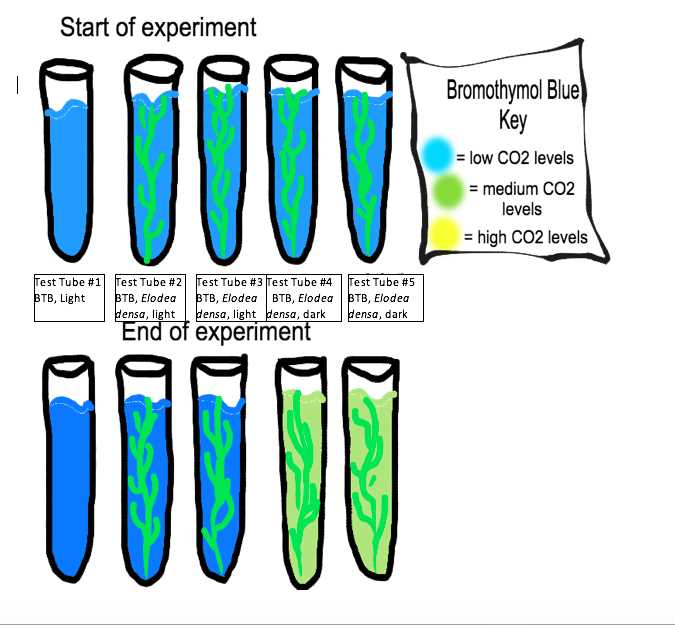 biology unit 2 exam answers