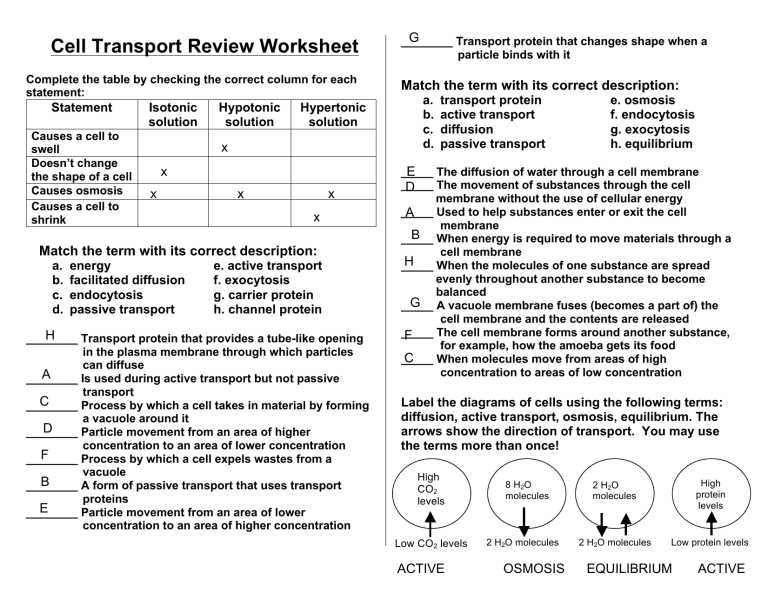 7.3 cell transport answers