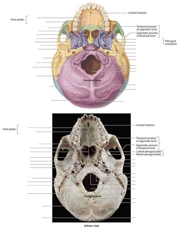 a and p 2 lab practical exam