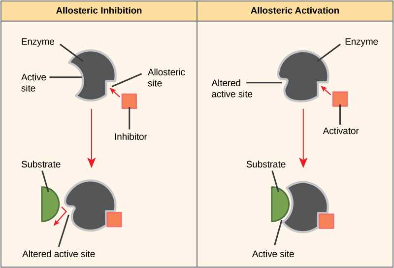 an introduction to metabolism answers