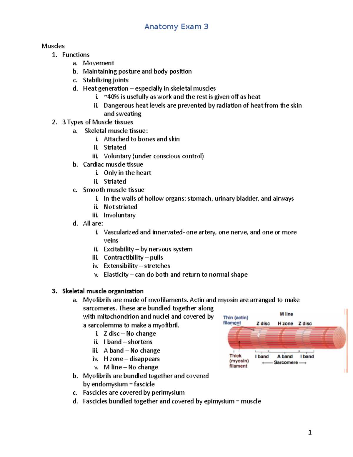 anatomy and physiology 1 exam 3 answers