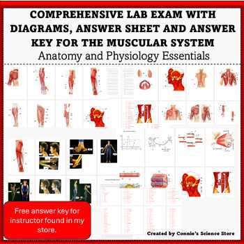 anatomy lab exam 1