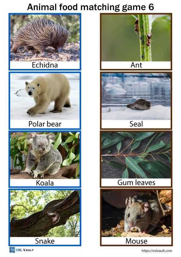 animal 100 pics answers