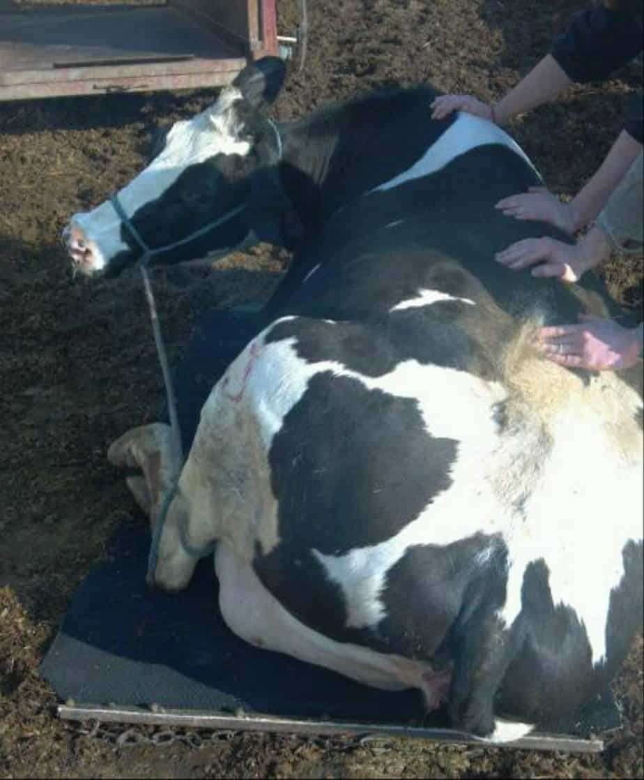 bqa cow calf final exam answers