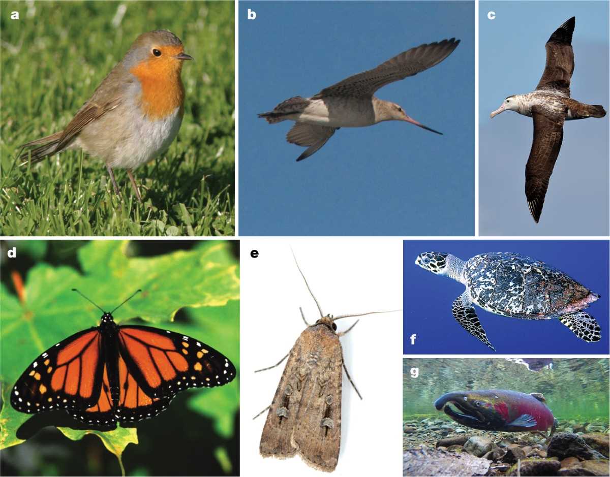 chapter 51 animal behavior answers