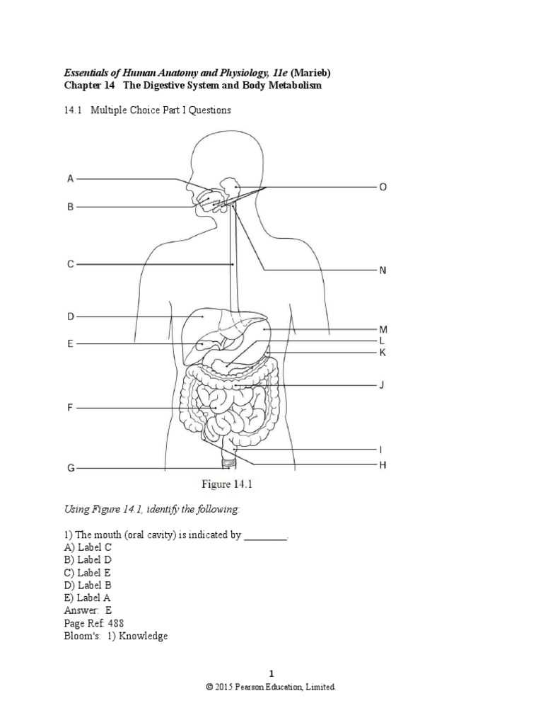 digestive system exam questions answers