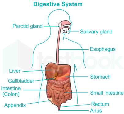 digestive system exam questions answers