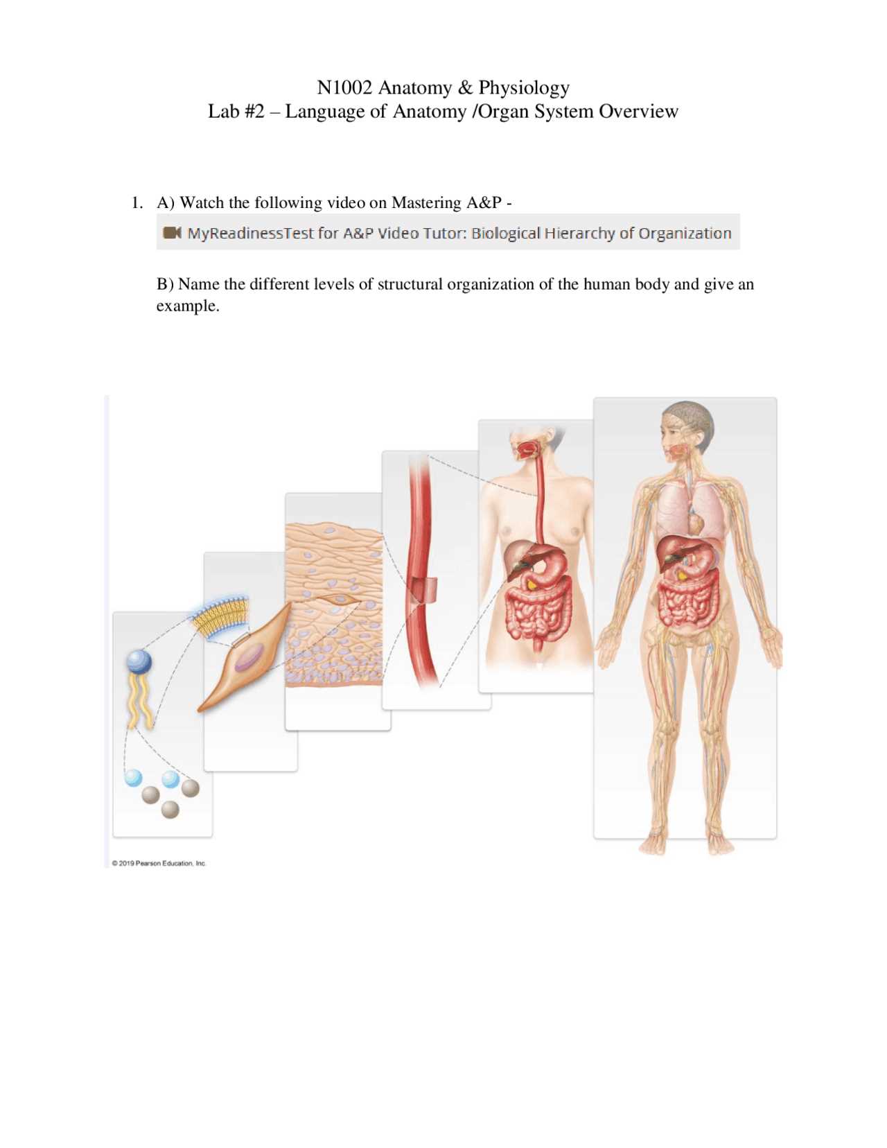 mastering a and p lab answers