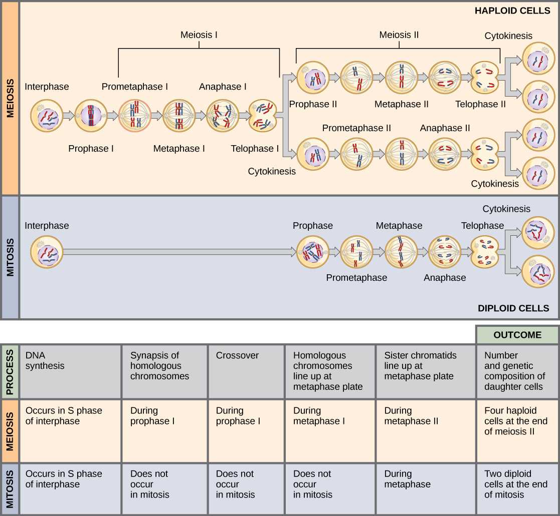 mitosis and meiosis test answers