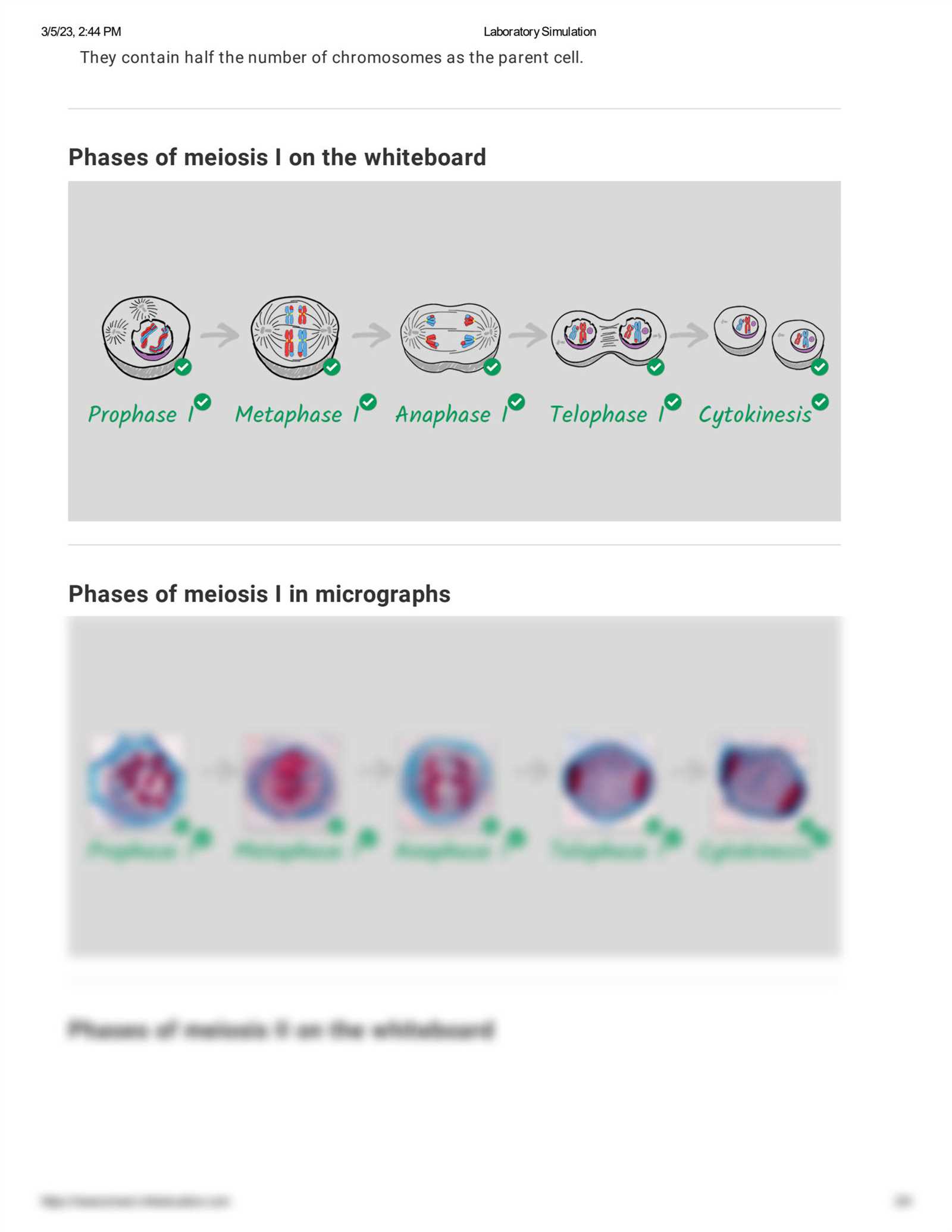 mitosis and meiosis test answers