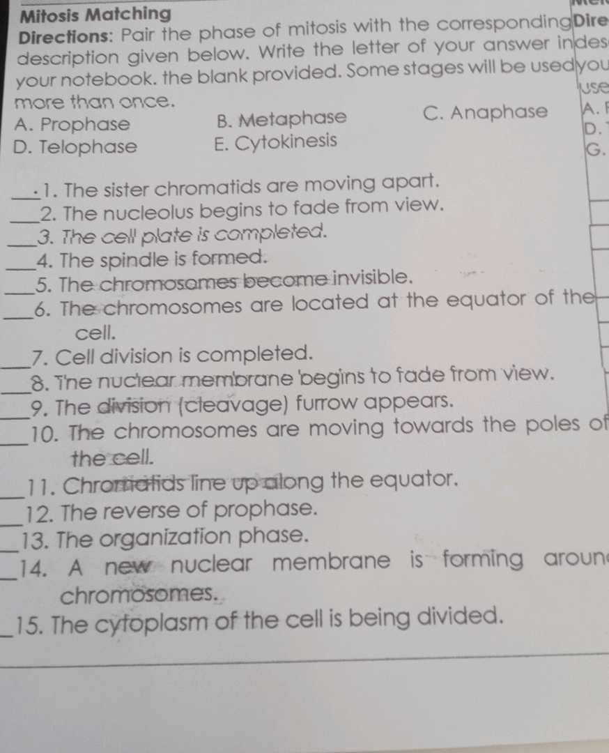 mitosis matching worksheet answers