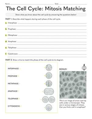 mitosis matching worksheet answers