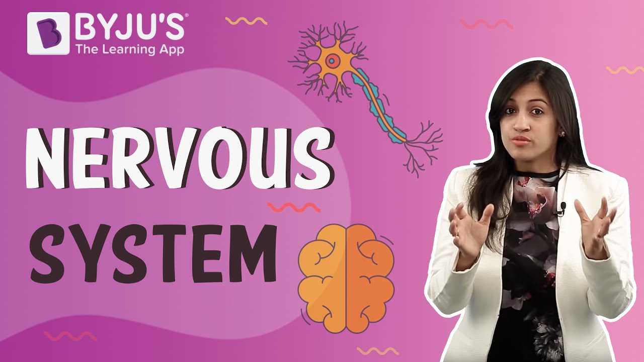 nervous system test questions and answers