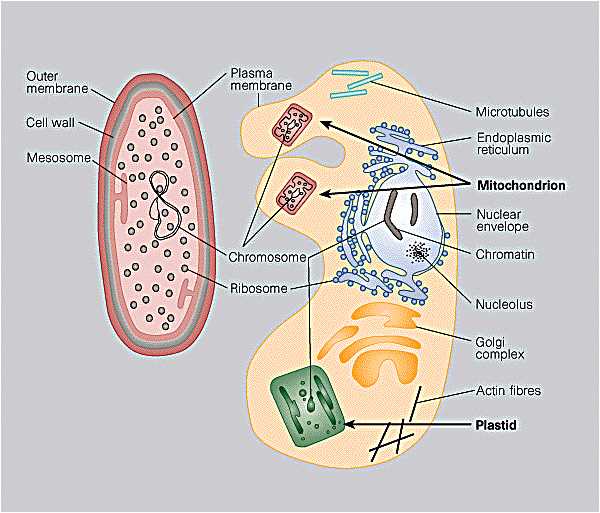 parts of prokaryotic and eukaryotic cells packet answer key