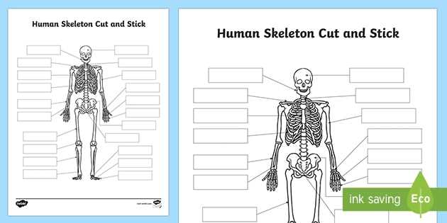 skeletal system exam answers