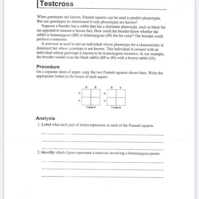 test cross worksheet answers