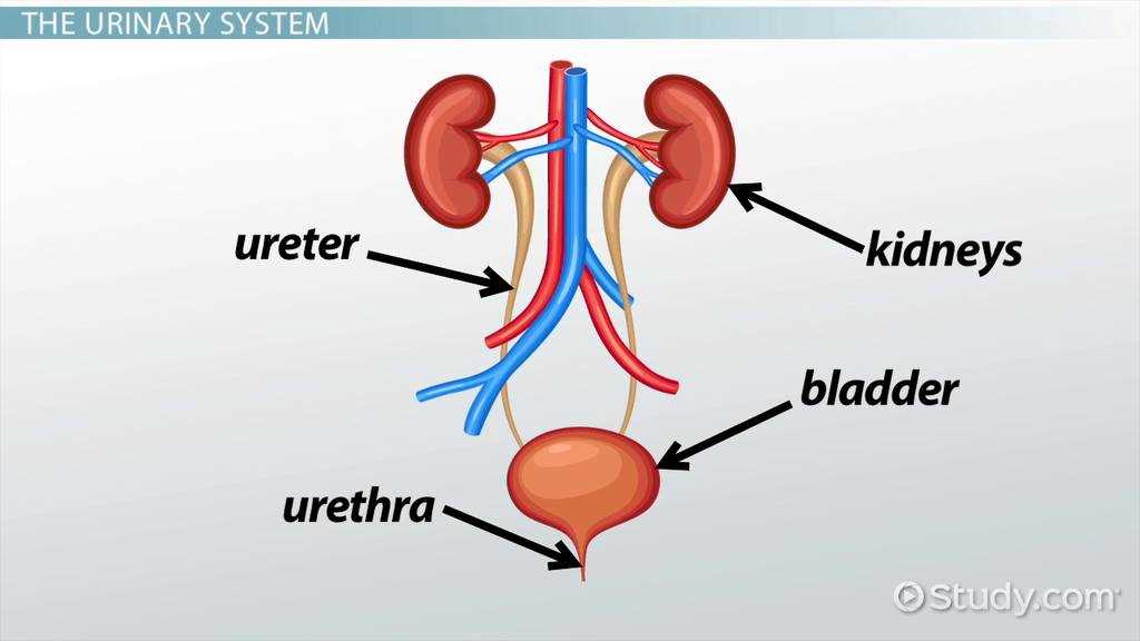 visual exam of the bladder