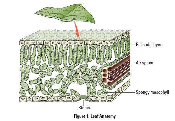 wards ap bio lab 8 answers