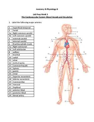 a&p 2 final exam answers