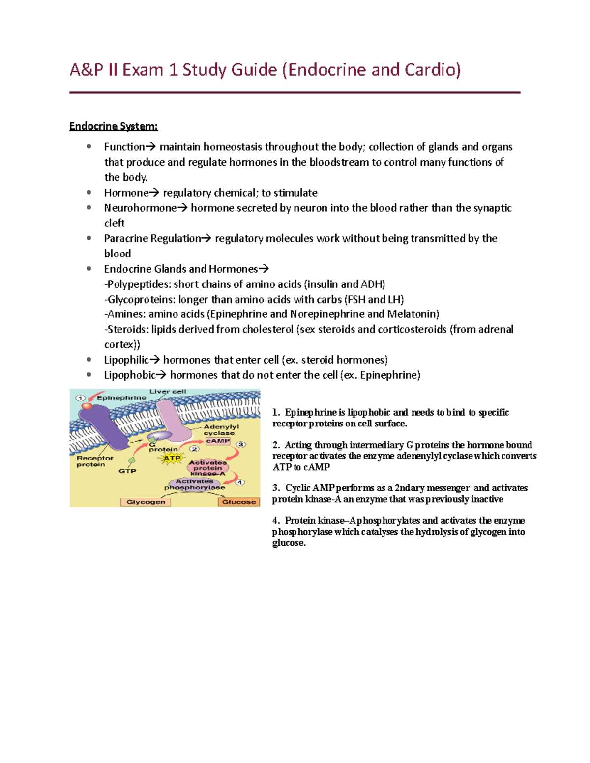 a&p 2 final exam practice test