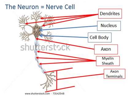 abnormal psychology exam questions