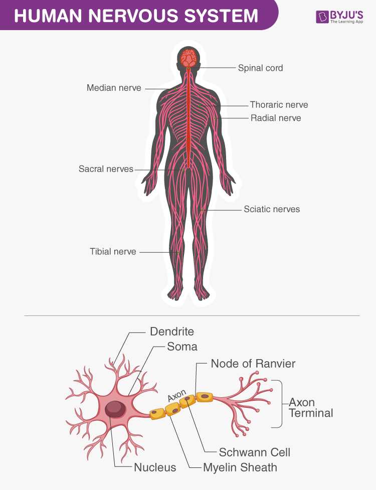 anatomy and physiology 1 exam 3 answers