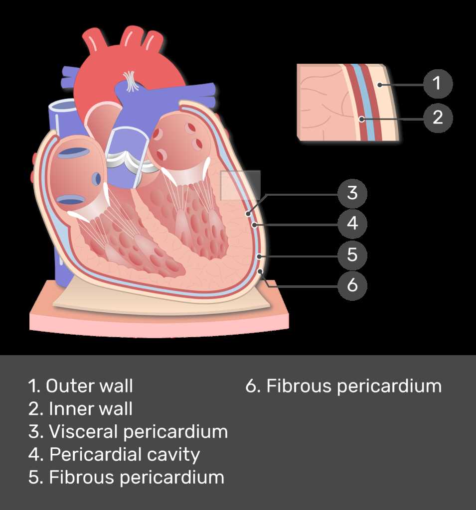 anatomy and physiology 1 exam 3 answers