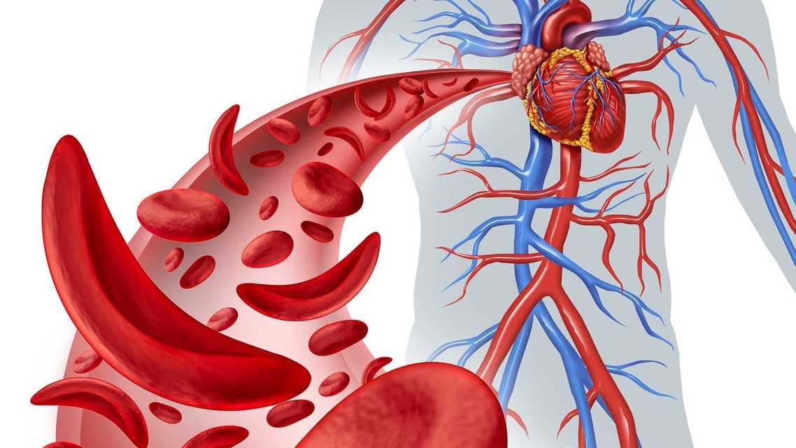 anatomy and physiology 1 final exam practice test