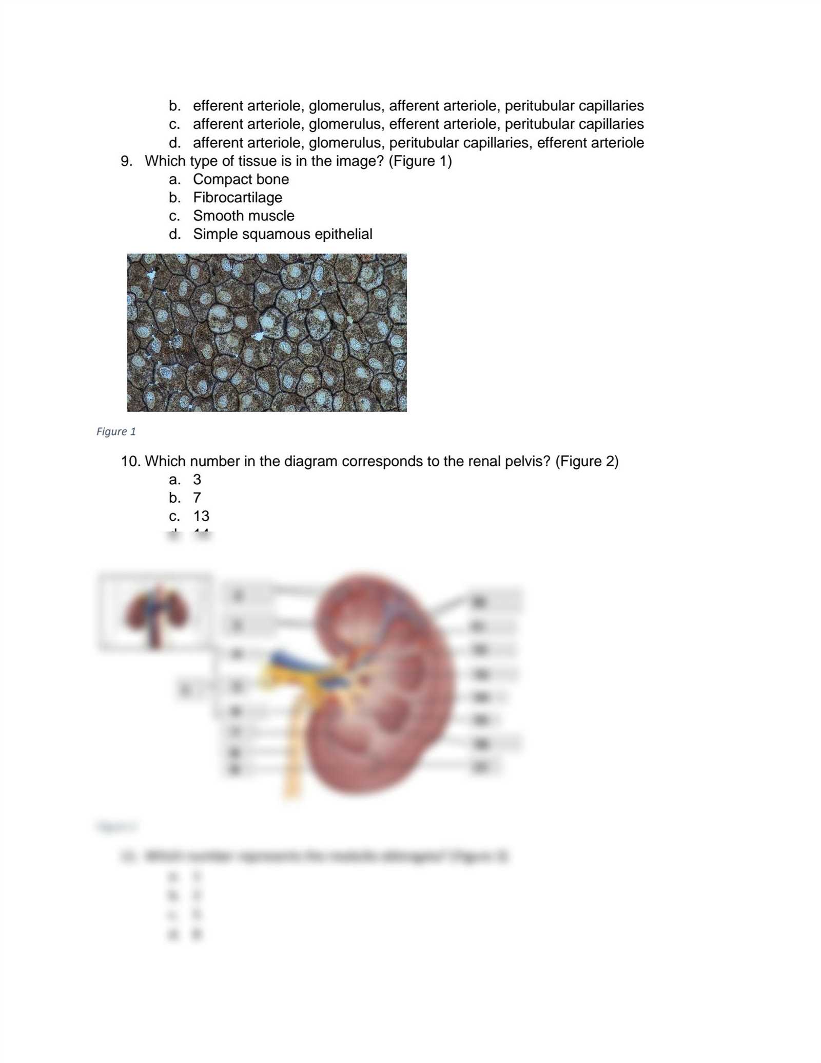 anatomy and physiology final exam practice