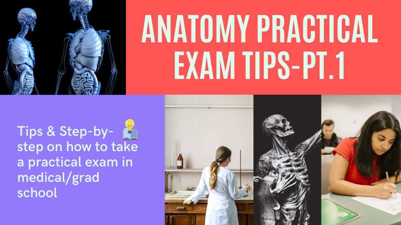 anatomy practical exam