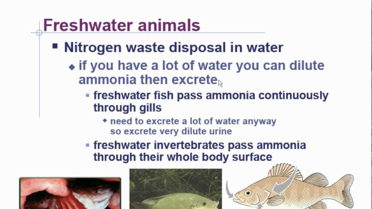 ap biology chapter 44 reading guide answers