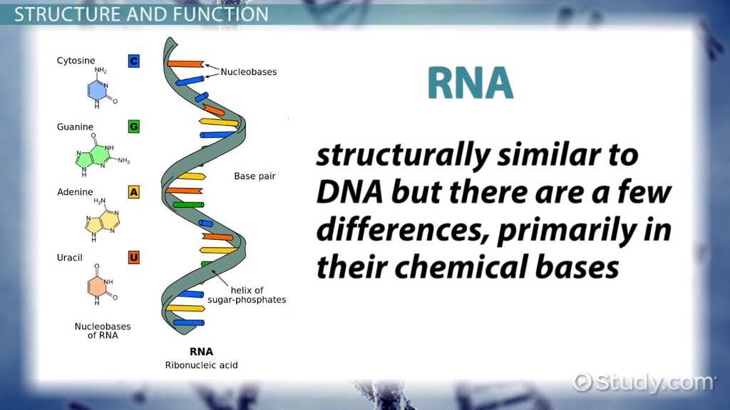 genetics unit exam answers