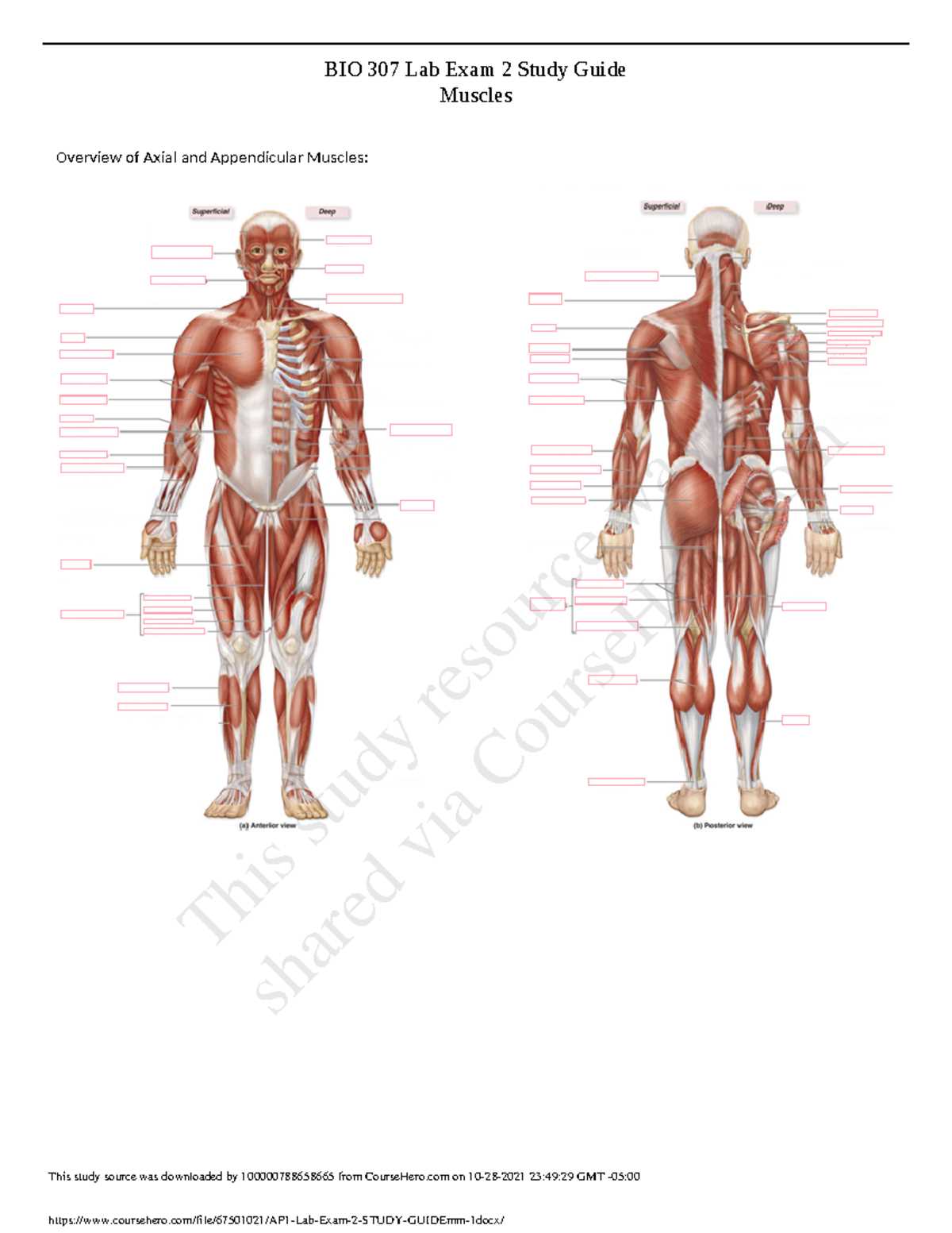 anatomy and physiology lab exam