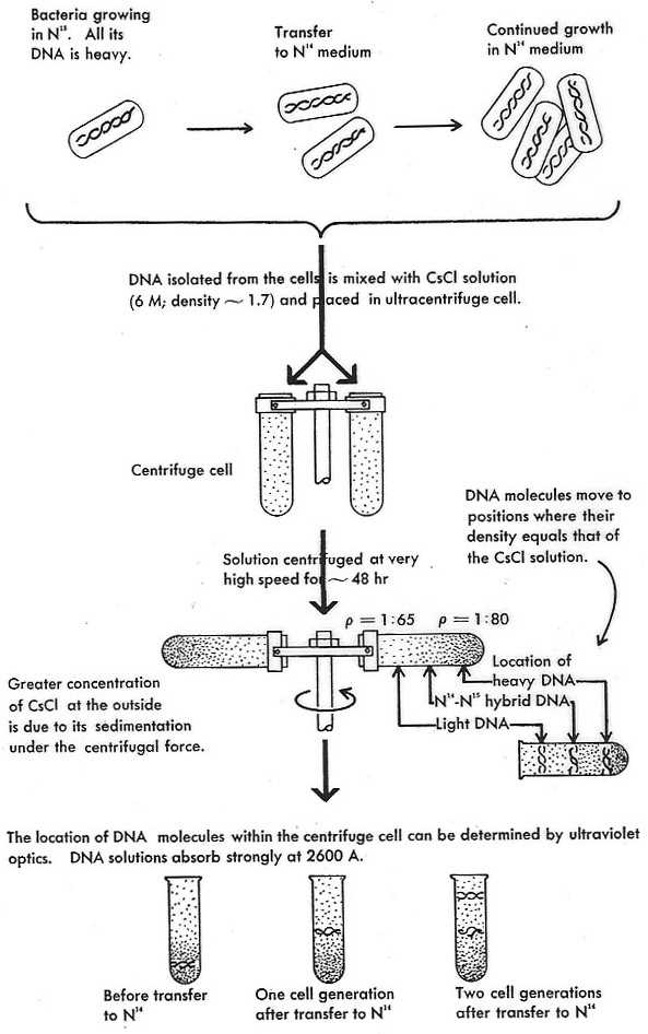 biology 101 lab practical exam