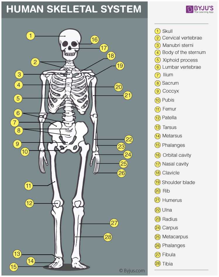 skeletal system exam answers