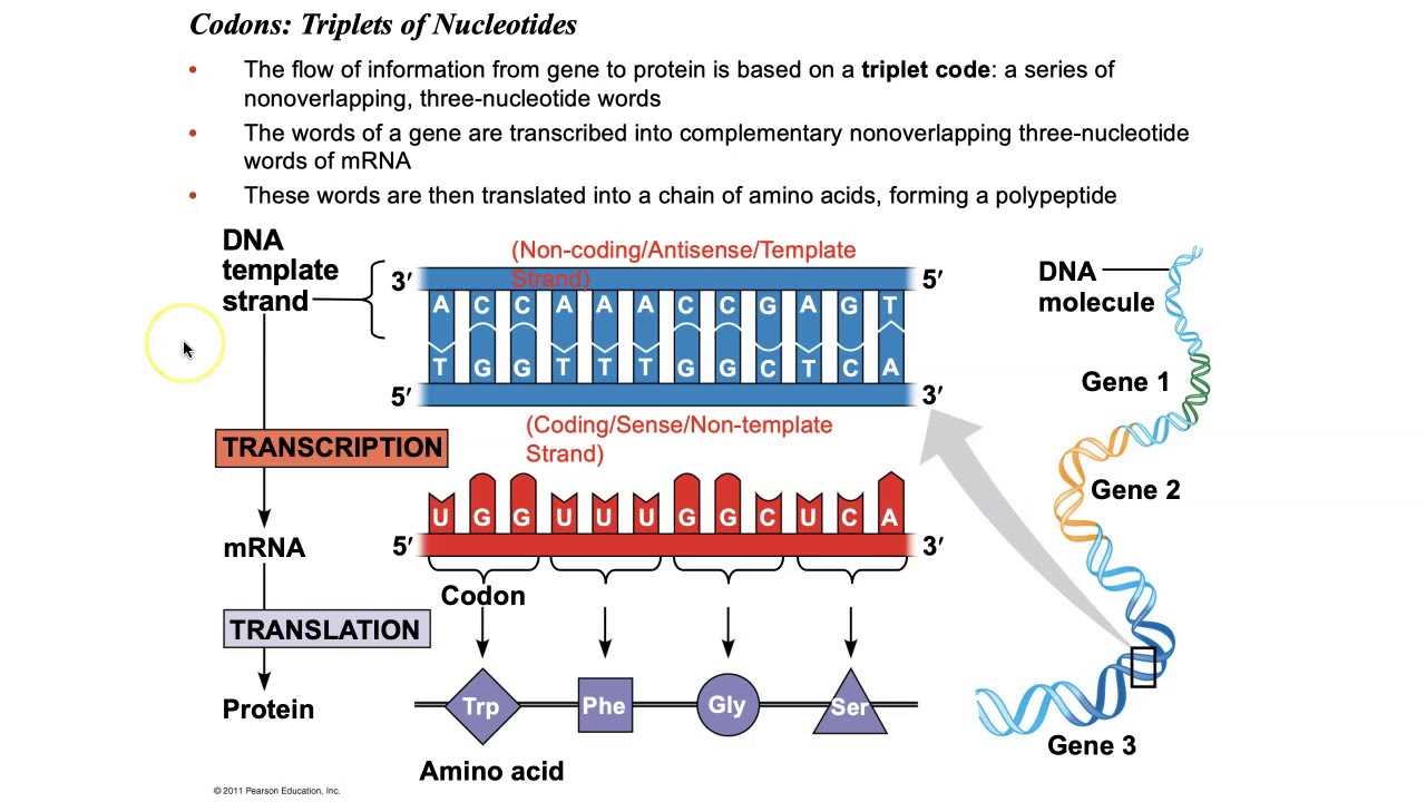 chapter 17 from gene to protein study guide answers