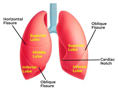 chapter 22 respiratory system answers