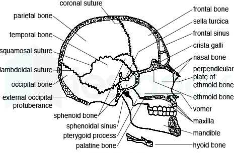 skeletal system exam answers