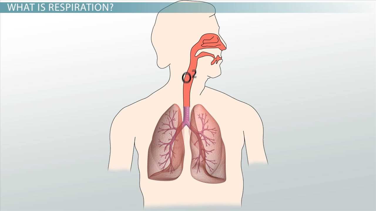 chapter 22 respiratory system answers