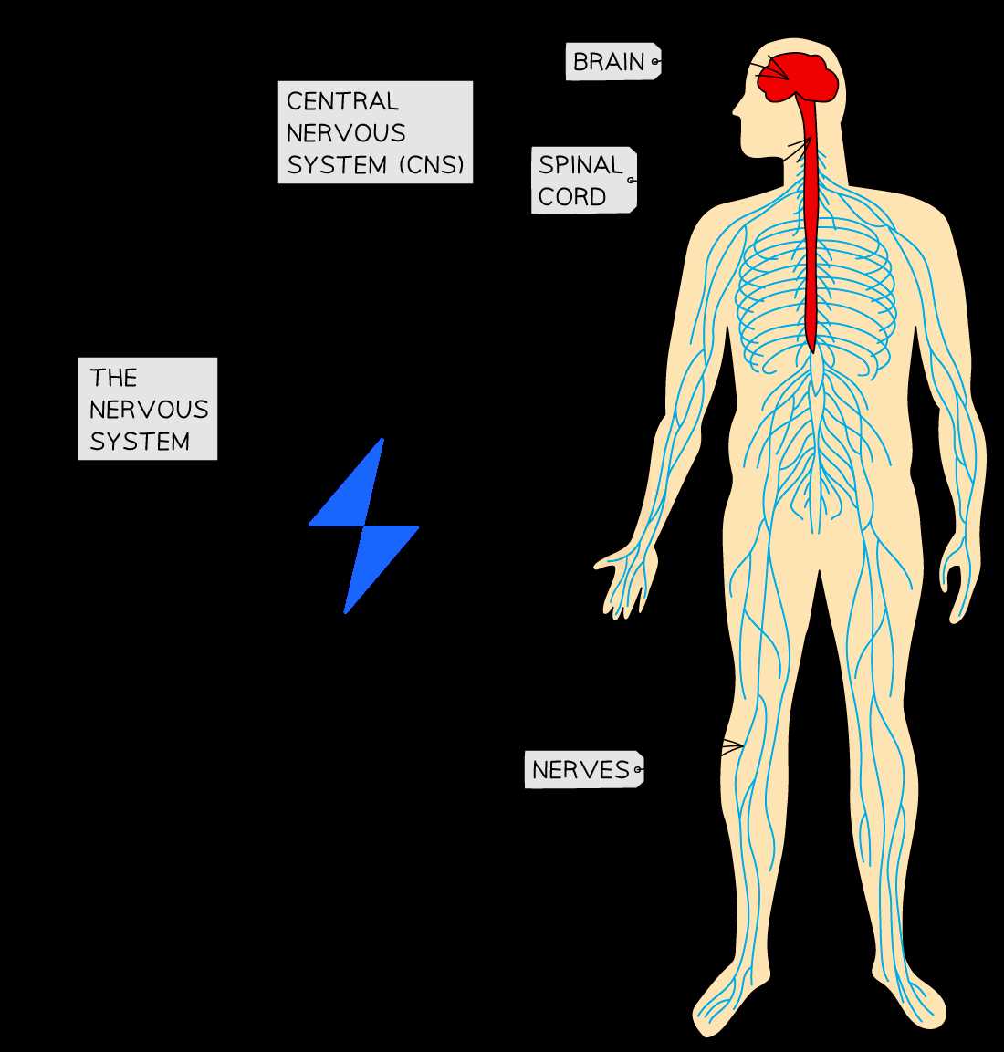 nervous system test questions and answers