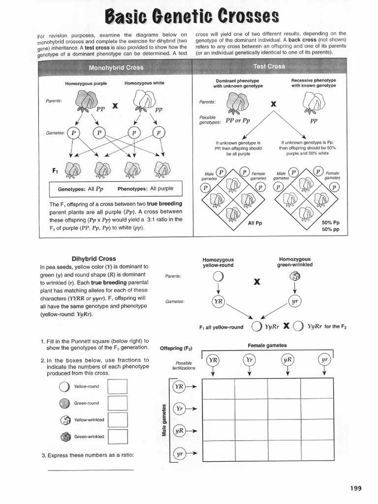 test cross worksheet answers