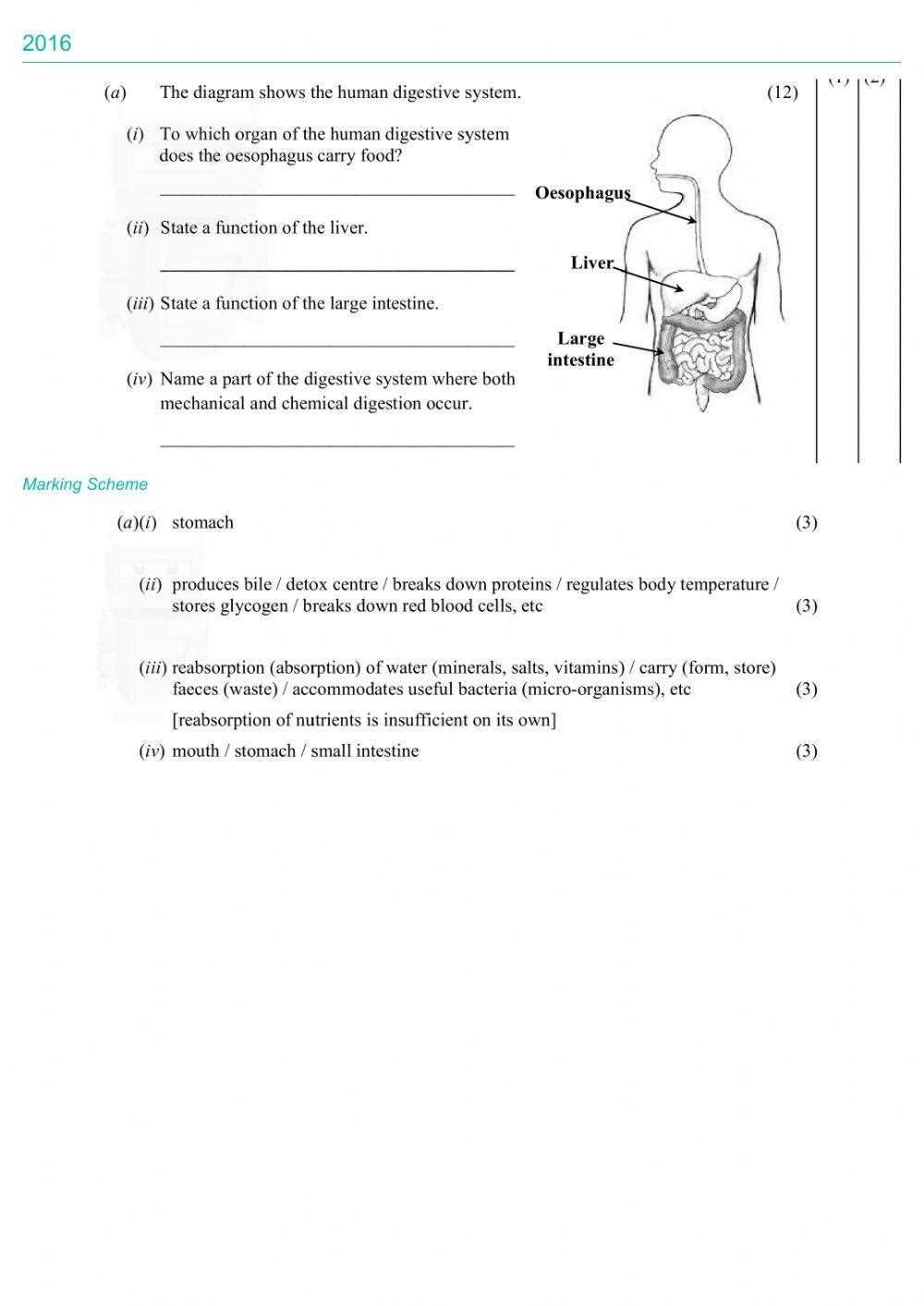 digestive system exam questions answers