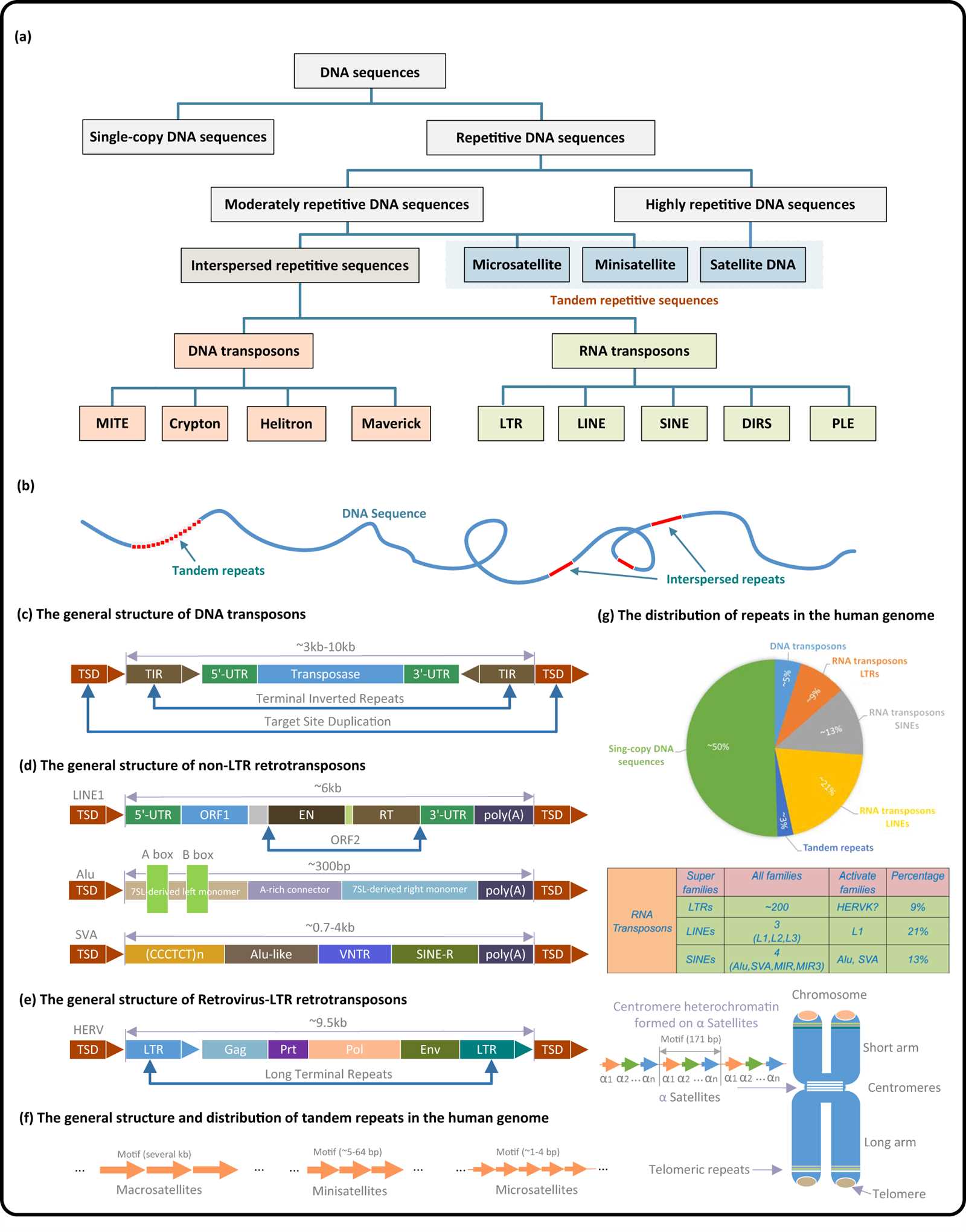 genetics exam review answer key