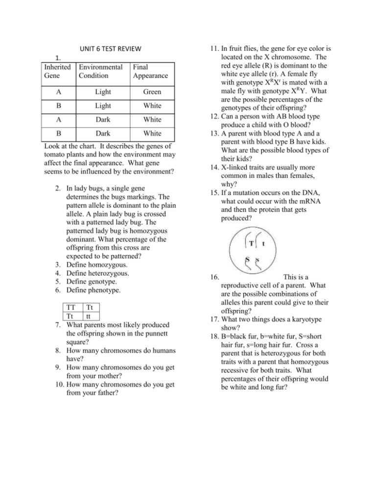 genetics unit exam answers