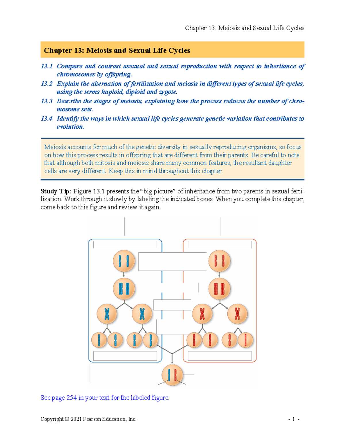 chapter 13 meiosis and sexual life cycles reading guide answers