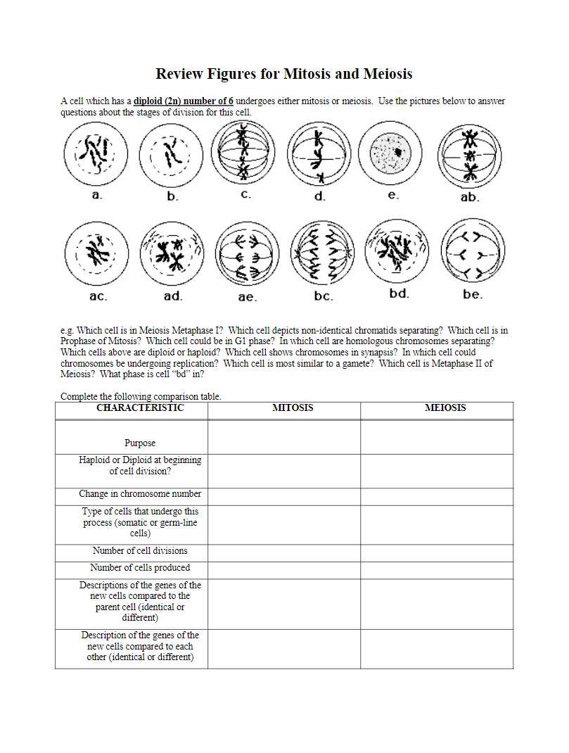 mitosis and meiosis test answers