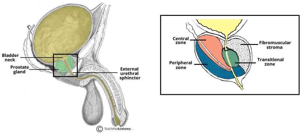 the answers to the prostate exam