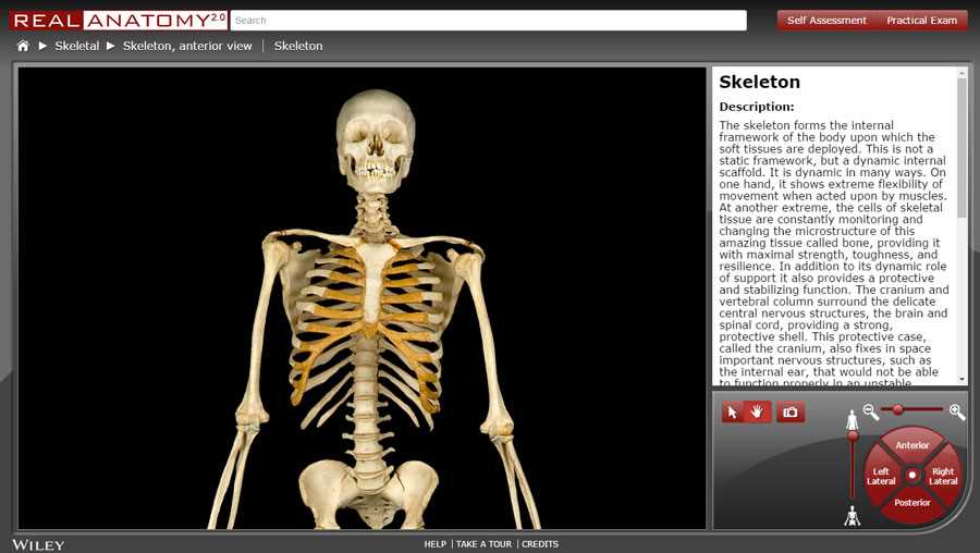 anatomy practical exam